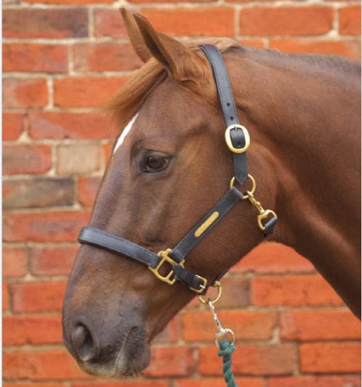 Hy equestrian leather head collar