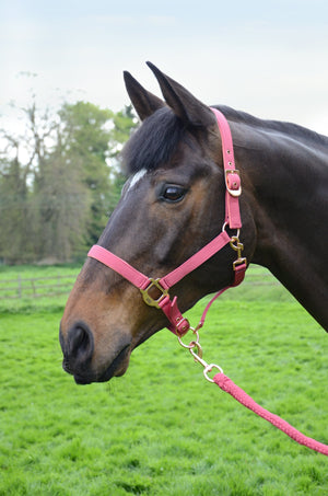 Hy rose gold head collar & lead rope