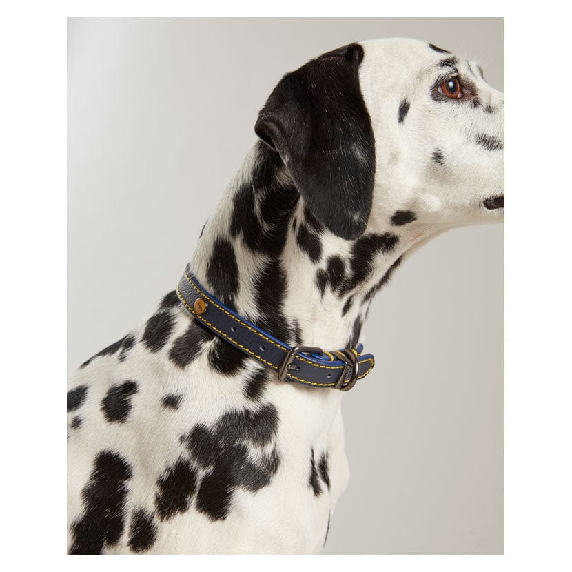 Joules leather dog collar