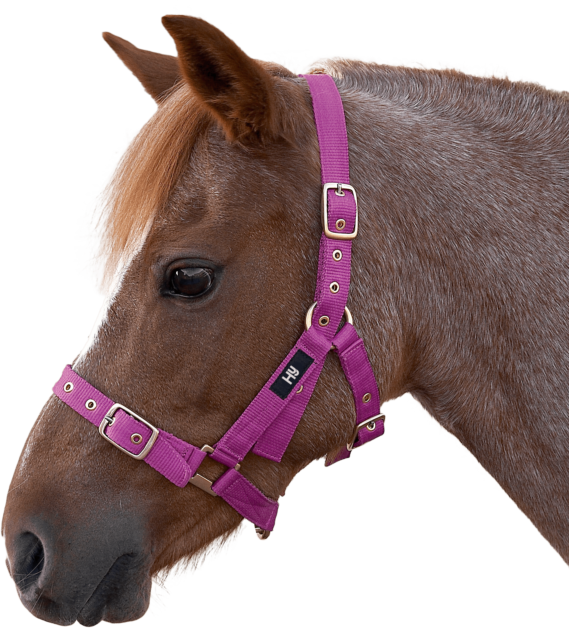 Hy equestrian holly fully adjustable head collar