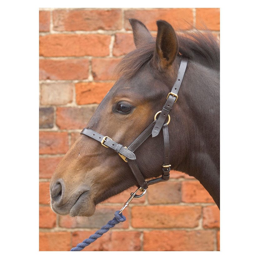 Hy equestrian leather foal head collar