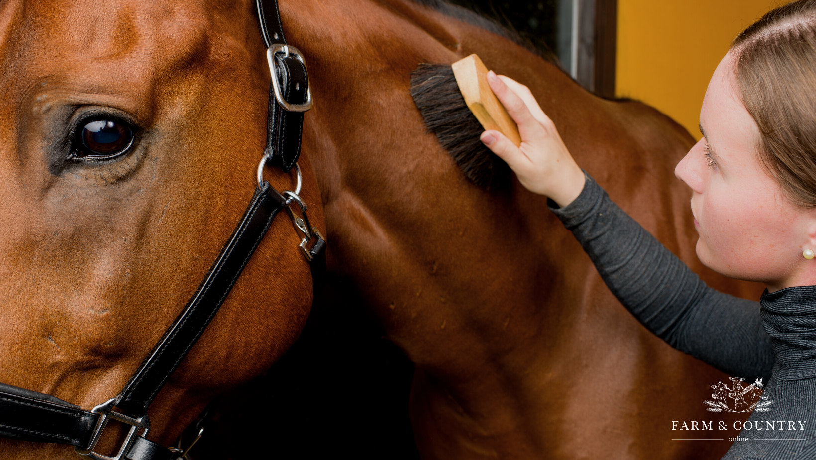 The Benefits of Grooming Your Horse