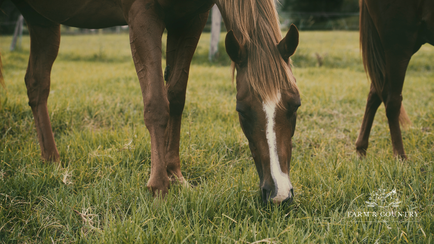 Autumn Laminitis: The Risk is Real