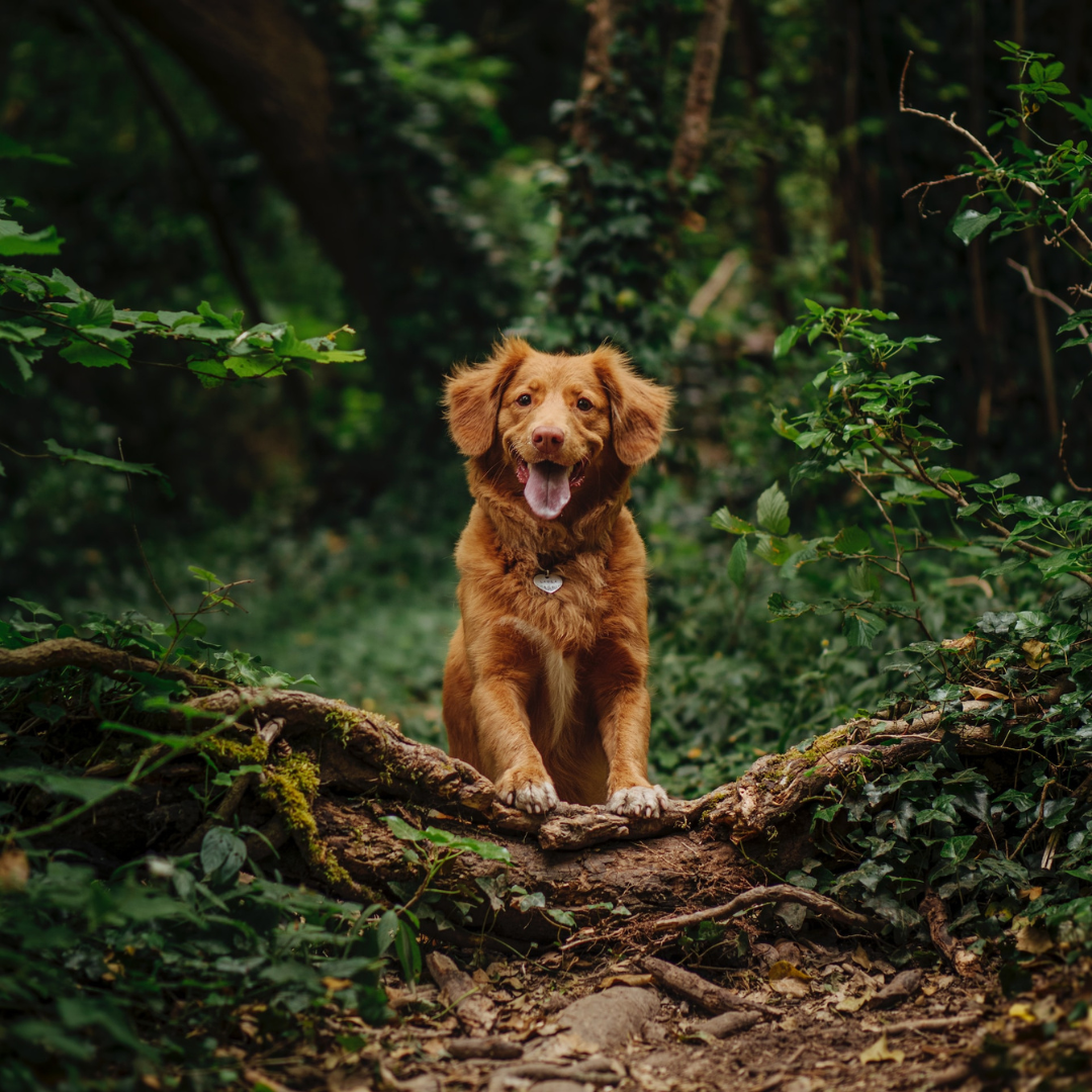 Tips for a successful dog walk