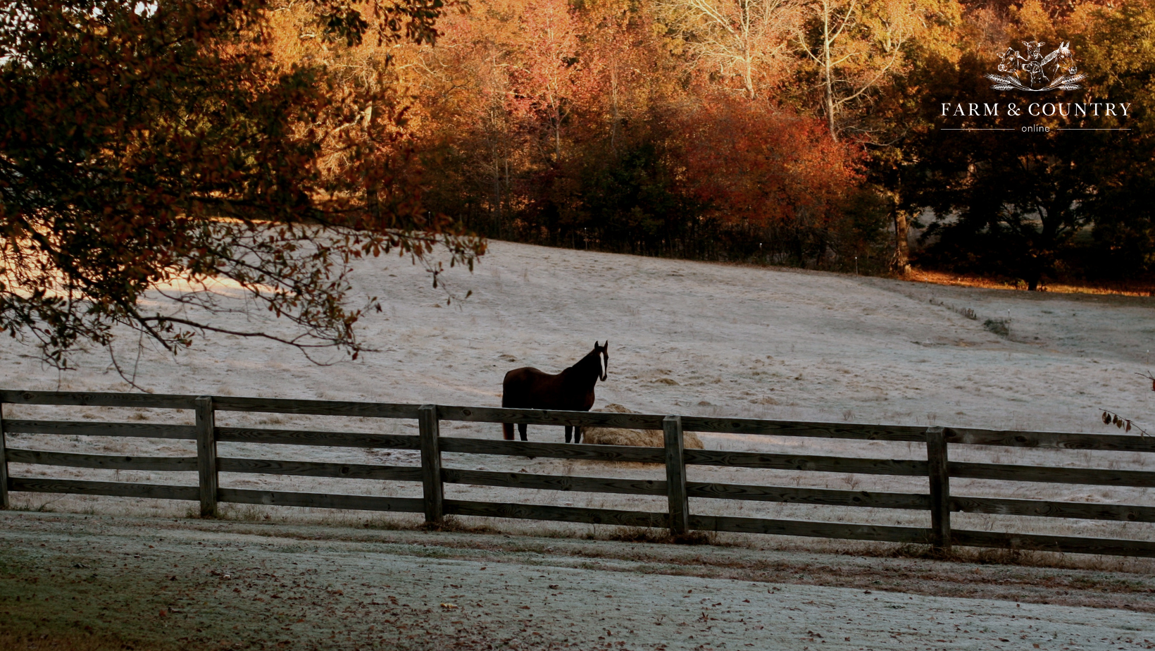 Keep Your Horse Happy During The Cold Snap