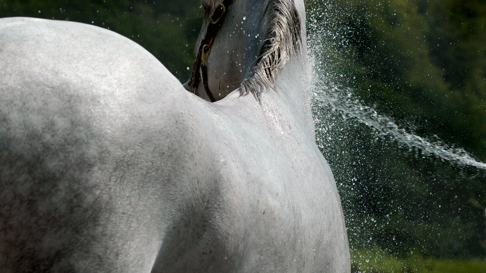 Help Your Horse Beat The Heatwave