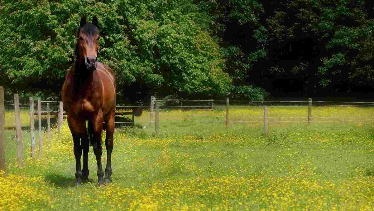 Tom’s Top Tips for Perfect Paddocks