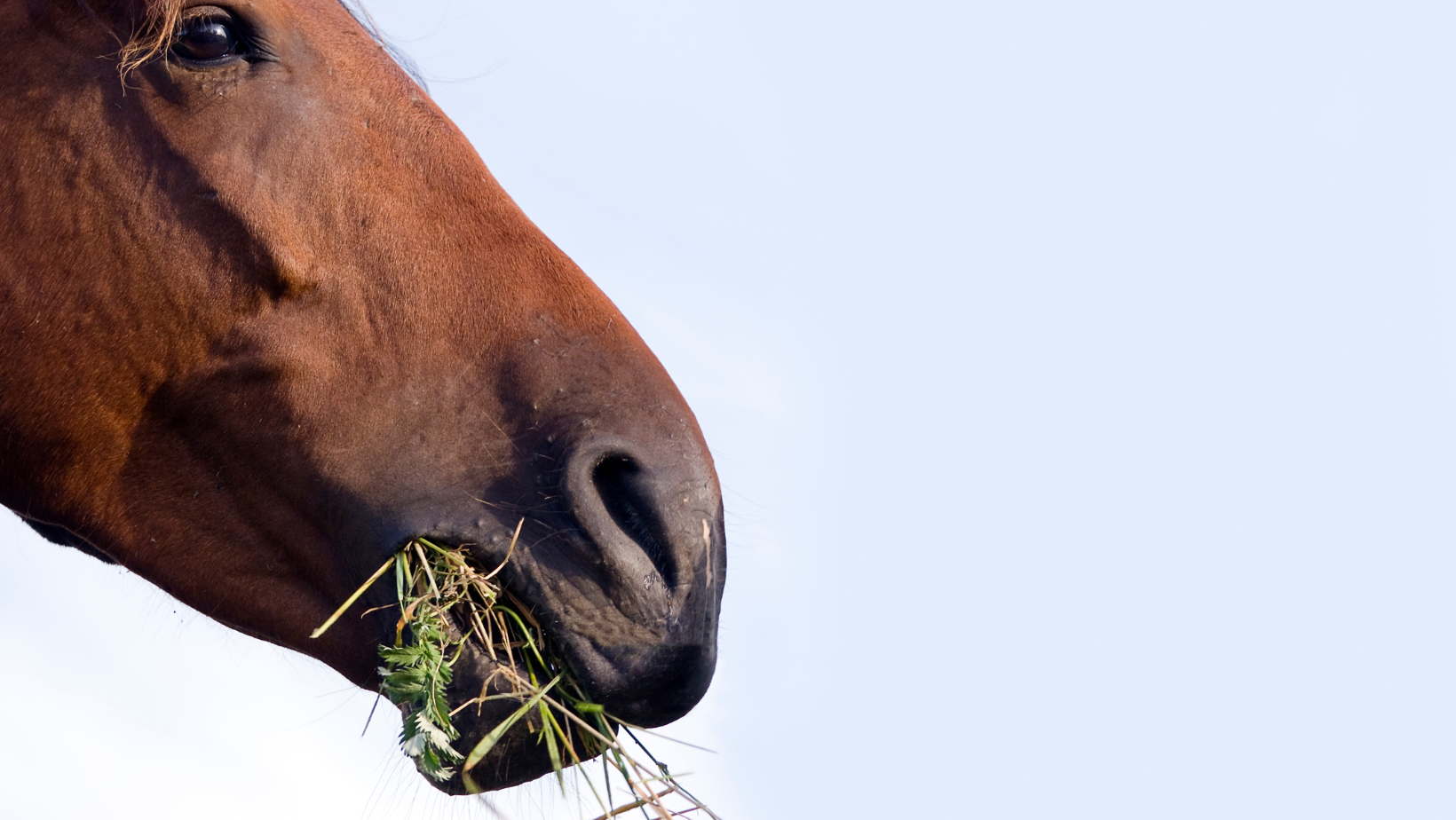 Watch Out - Spring Laminitis is About!