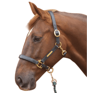 Hy equestrian leather head collar