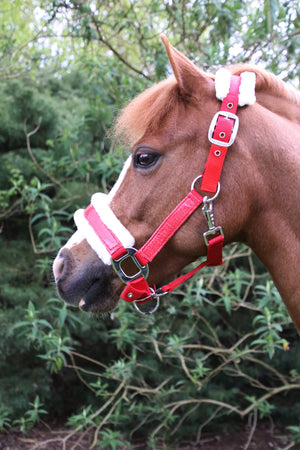 Hy Equestrian Christmas Santa Head Collar