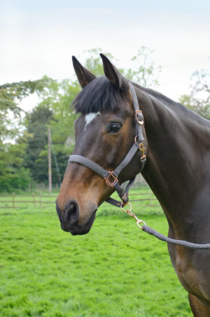 Hy rose gold head collar & lead rope