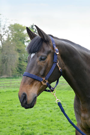 Hy rose gold head collar & lead rope