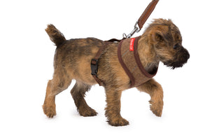 House of paws memory foam harness