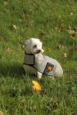 Benji & flo silva flash dog coat