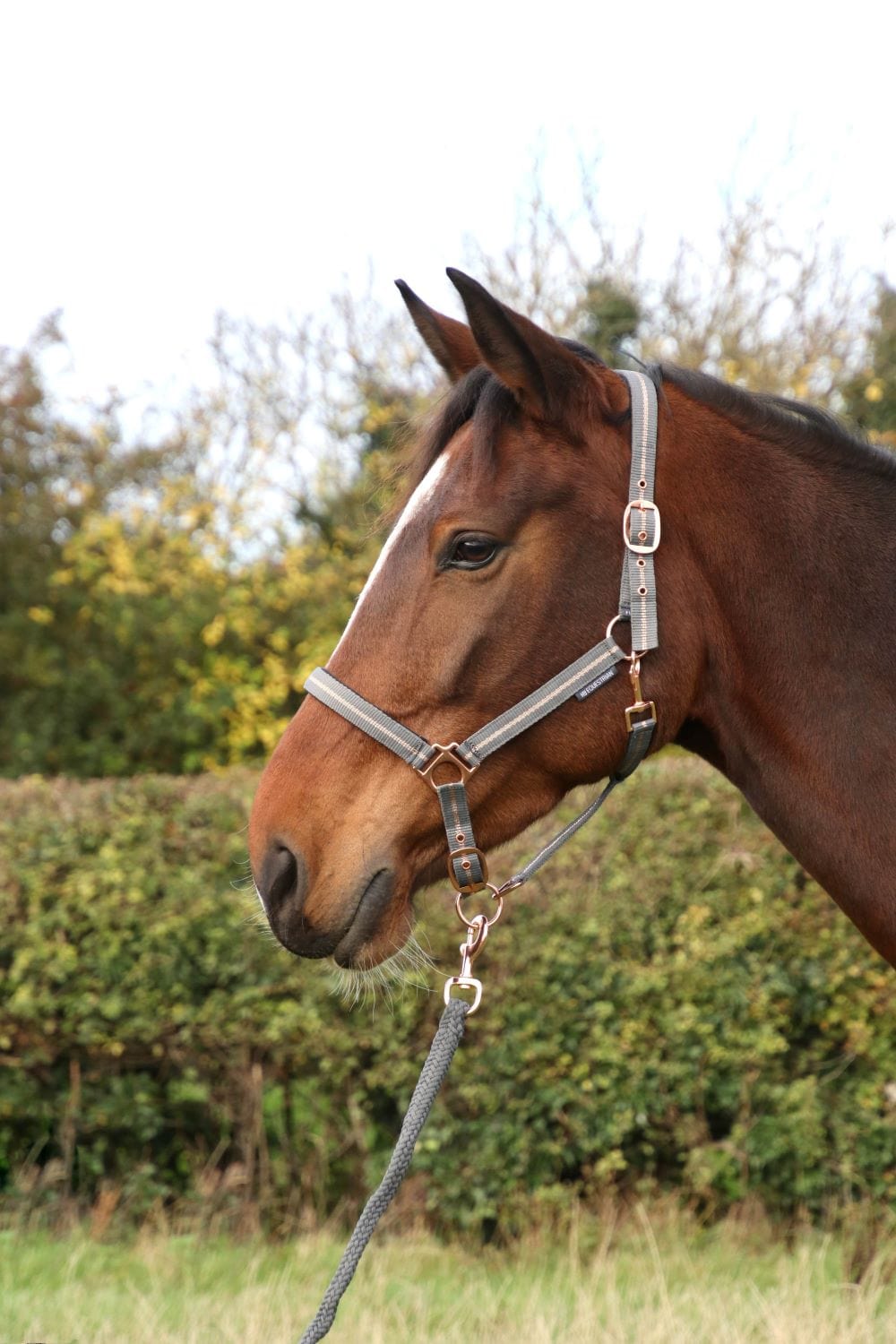 Hy equestrian rose glitter head collar & lead rope set