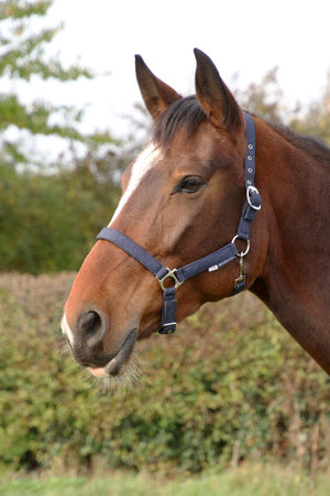 Hy equestrian glitzy headcollar