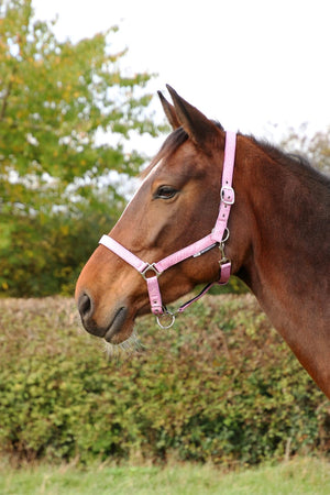 Hy equestrian glitzy headcollar