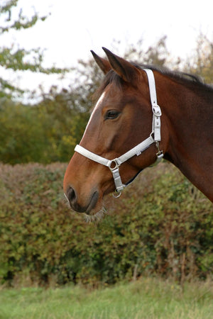 Hy equestrian glitzy headcollar