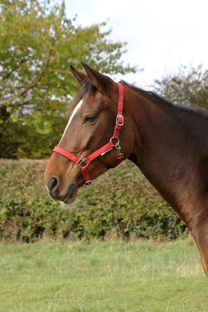 Hy equestrian glitzy headcollar