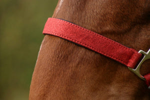 Hy equestrian glitzy headcollar