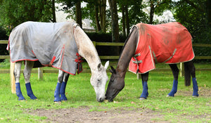 Equilibrium Equi-Chaps Hardy Chaps