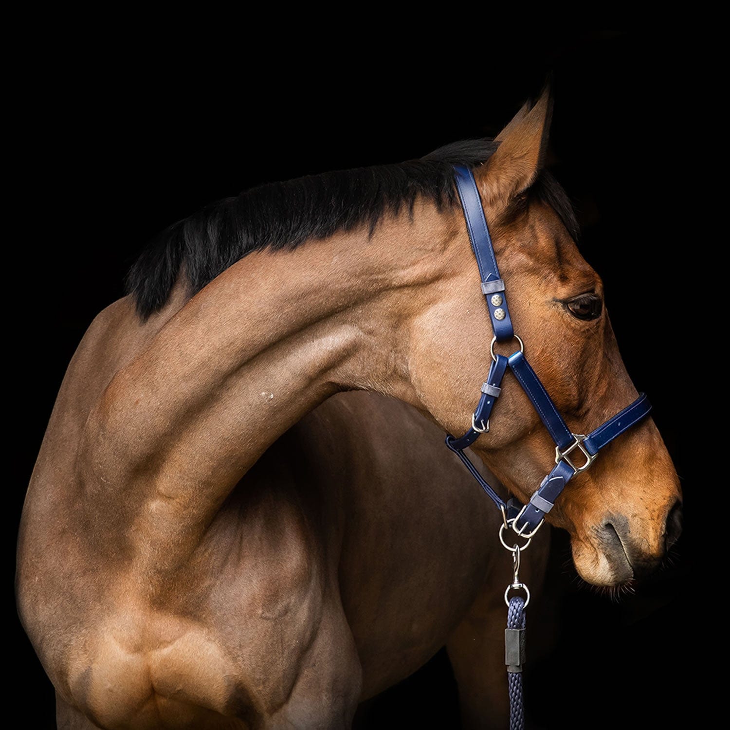 Equilibrium stellar headcollar navy